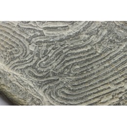 Helminthoides labyrinthica - cretaceous - Embrun area, France