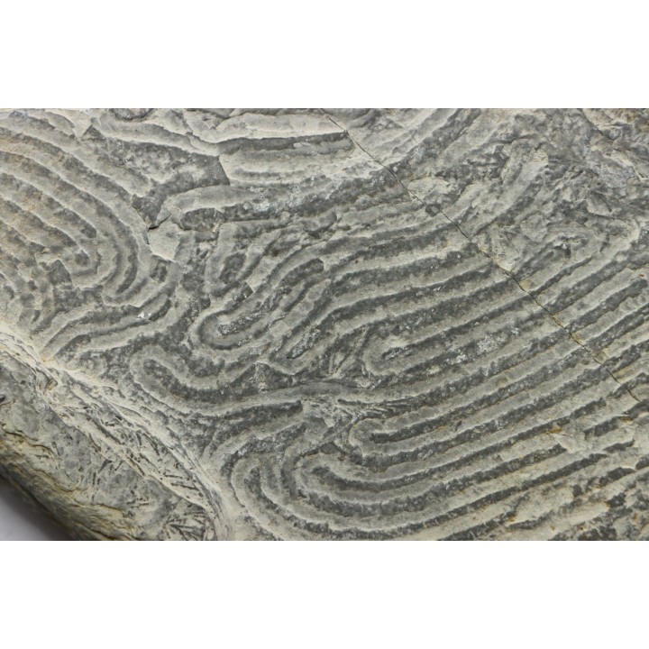 Helminthoides labyrinthica - crétacé - Embrun, France