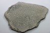 Helminthoides labyrinthica - cretaceous - Embrun area, France