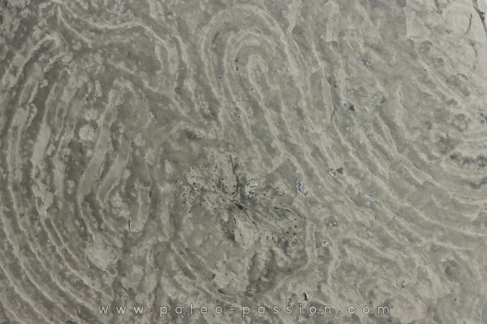 Helminthoides labyrinthica - cretaceous - Embrun area, France