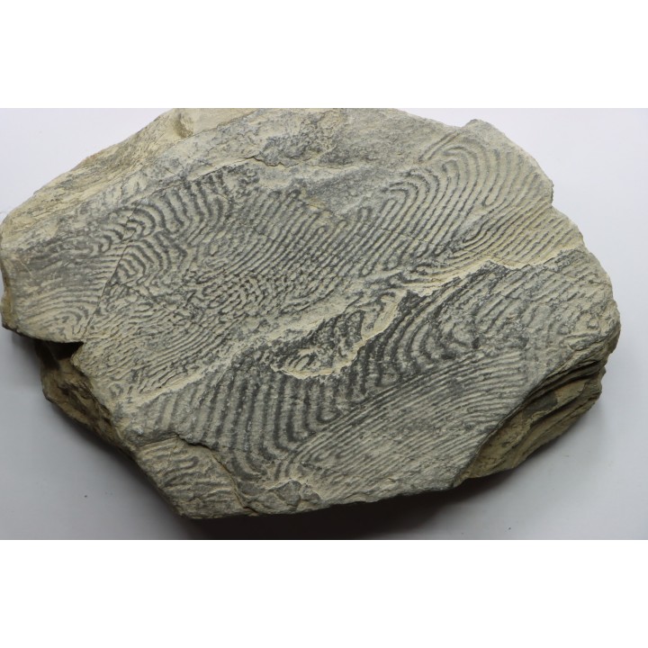 Helminthoides labyrinthica - cretaceous - Embrun area, France