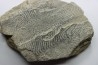 Helminthoides labyrinthica - cretaceous - Embrun area, France