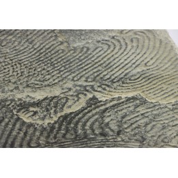 Helminthoides labyrinthica - cretaceous - Embrun area, France