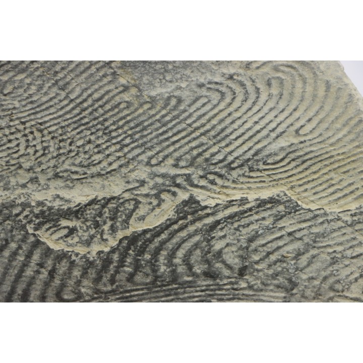 Helminthoides labyrinthica - crétacé - Embrun, France