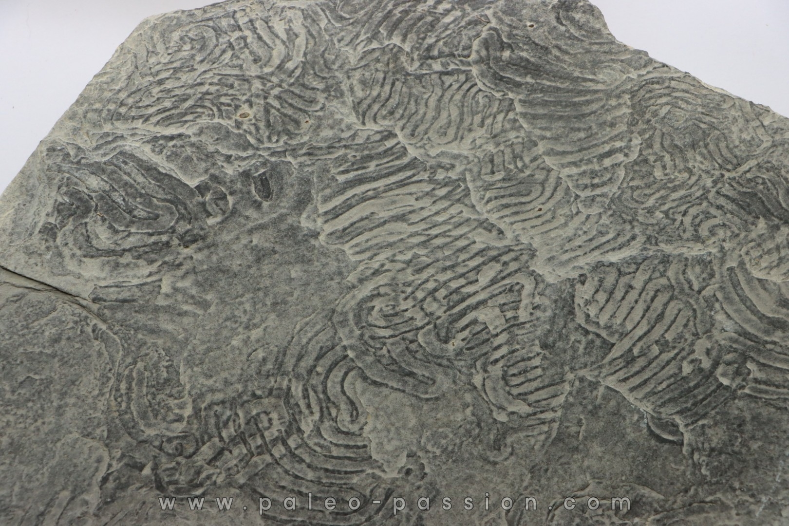 Helminthoides labyrinthica - cretaceous - Embrun area, France