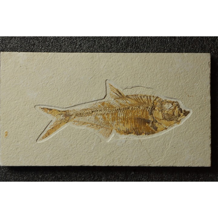 Diplomystus dentatus