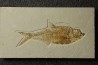 Diplomystus dentatus