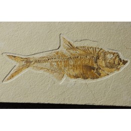 Diplomystus dentatus
