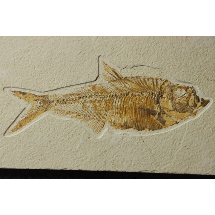Diplomystus dentatus