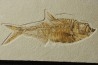 Diplomystus dentatus