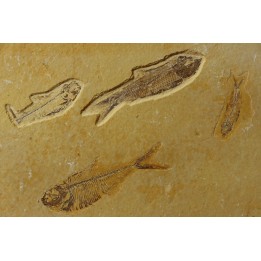 KNIGHTIA EOCAENA