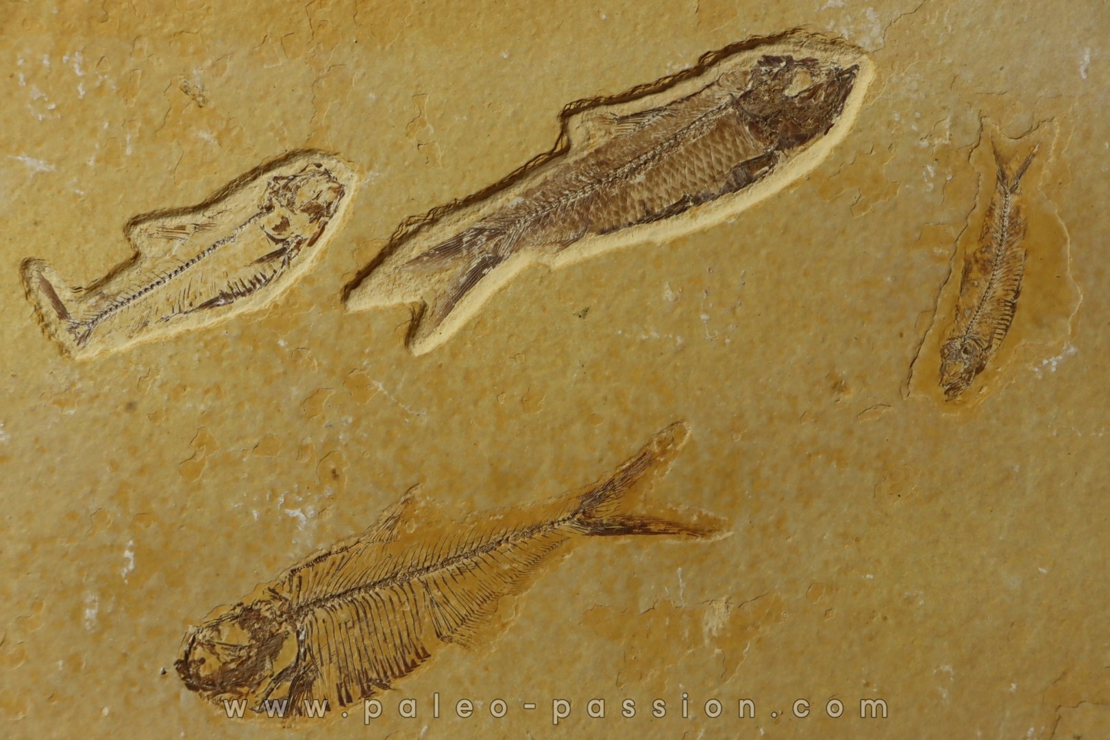 KNIGHTIA EOCAENA