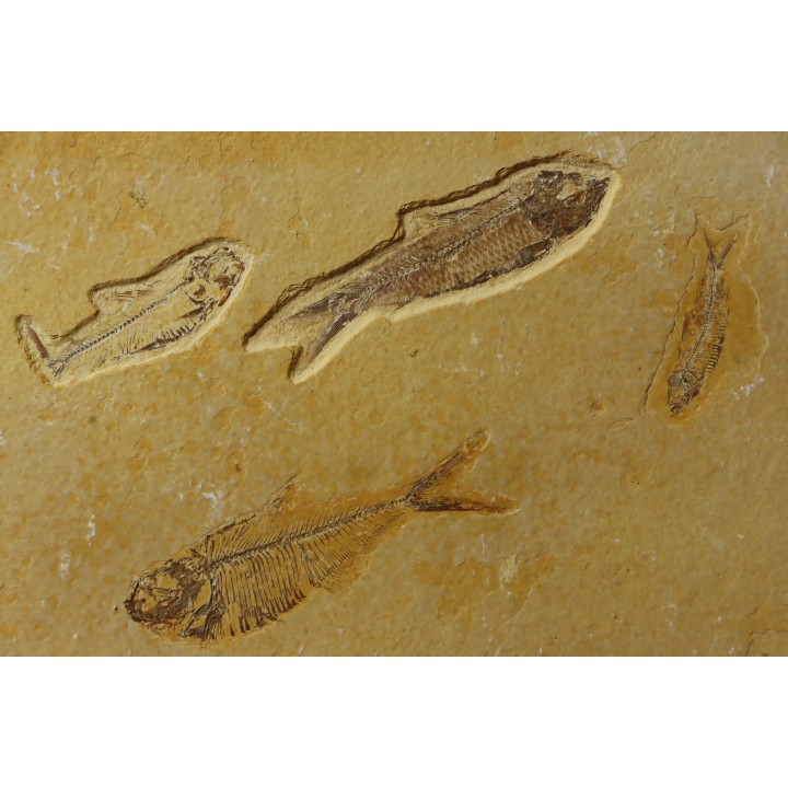 poisson fossile KNIGHTIA EOCAENA - WYOMING, USA