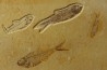 KNIGHTIA EOCAENA