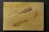 poisson fossile KNIGHTIA EOCAENA - WYOMING, USA