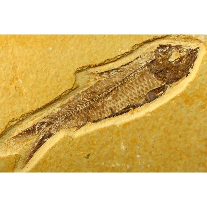 poisson fossile KNIGHTIA EOCAENA - WYOMING, USA