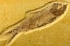 poisson fossile KNIGHTIA EOCAENA - WYOMING, USA