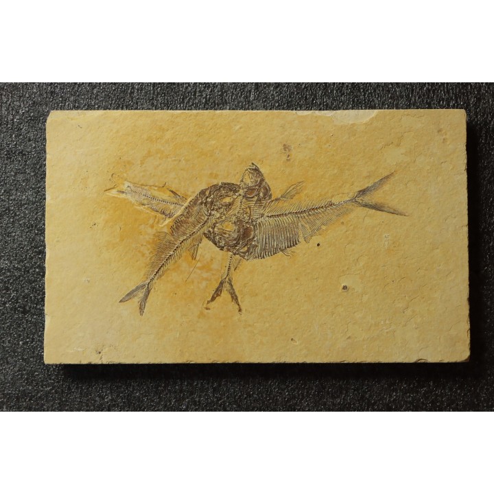 Diplomystus dentatus