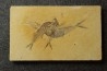 Diplomystus dentatus