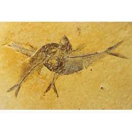 Diplomystus dentatus