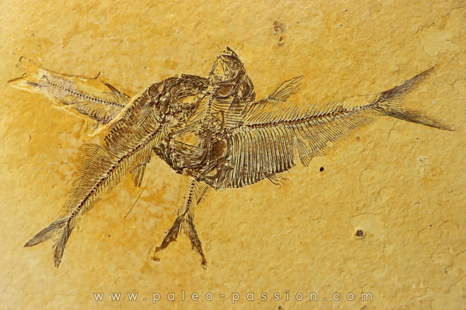Diplomystus dentatus