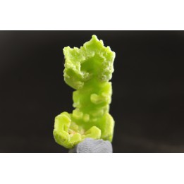 Pyromorphite  - mine Daoping, guangxi province, CHINE