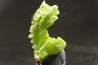 Pyromorphite - mine Daoping, guangxi province, CHINA