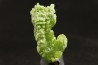 Pyromorphite - mine Daoping, guangxi province, CHINE