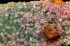 AMETHYSTE sur FLUORITE VERTE - Nancy Hanks Claim Mesa Co., Colorado -USA