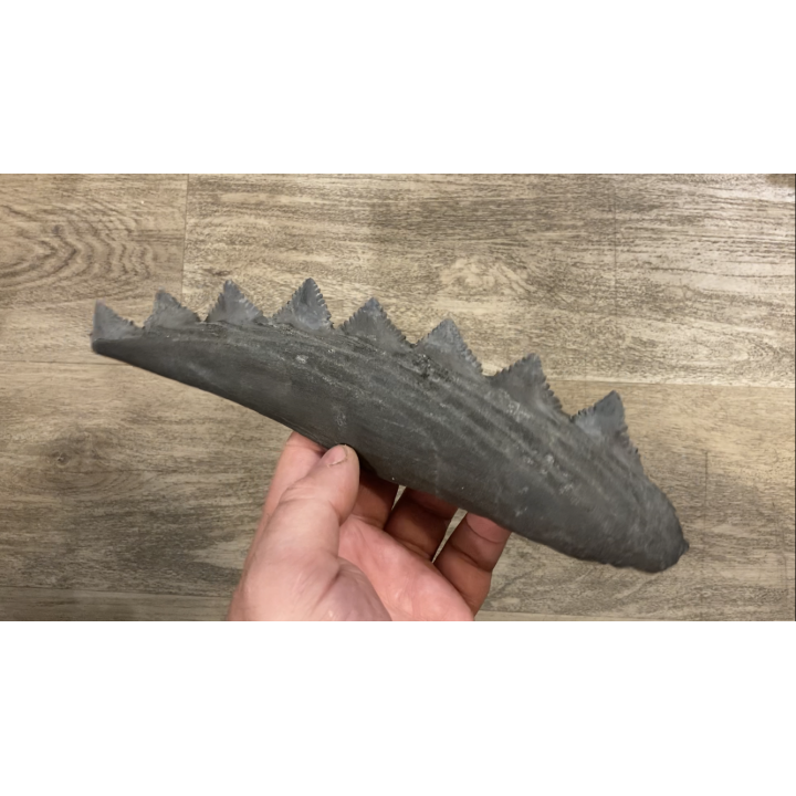 shark teeth: EDESTUS HEINRICHI