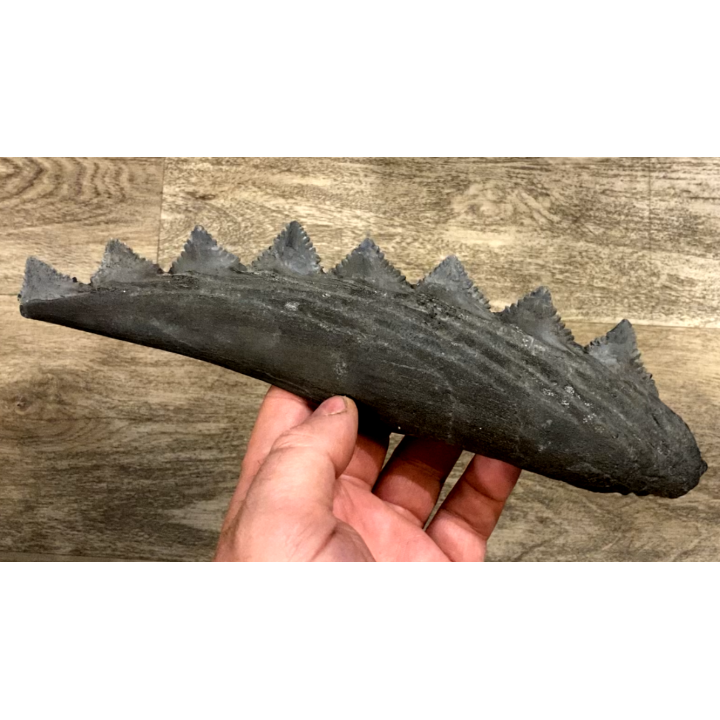 Machoire de requin primitif : EDESTUS HEINRICHI