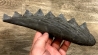 Machoire de requin primitif : EDESTUS HEINRICHI