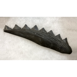 shark teeth: EDESTUS HEINRICHI