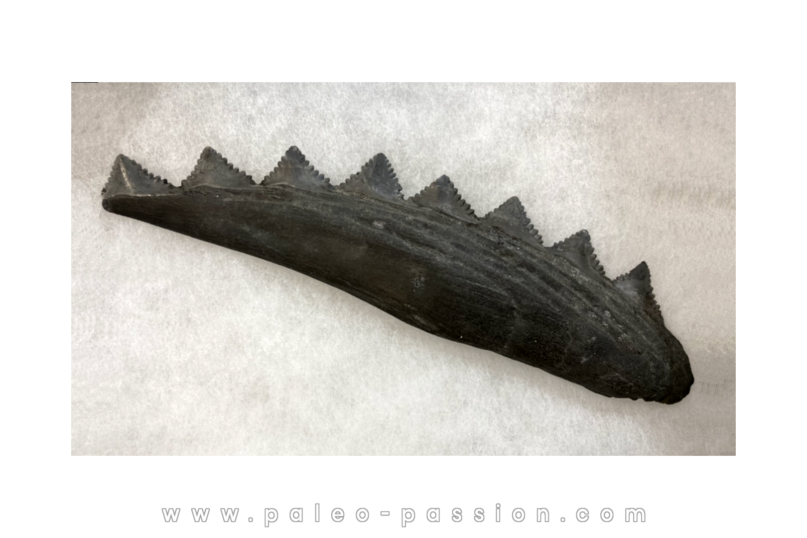 Machoire de requin primitif : EDESTUS HEINRICHI