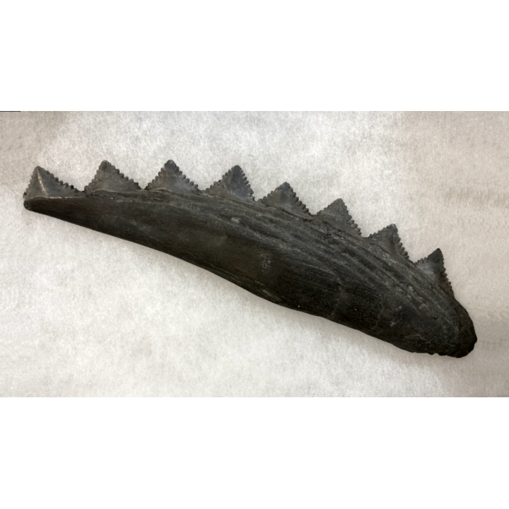 Machoire de requin primitif : EDESTUS HEINRICHI