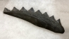 shark teeth: EDESTUS HEINRICHI