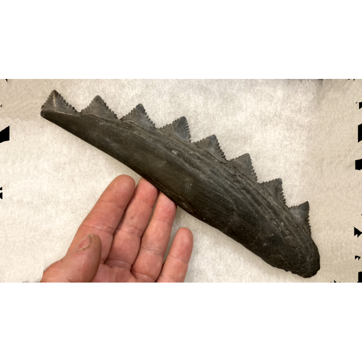 Machoire de requin primitif : EDESTUS HEINRICHI