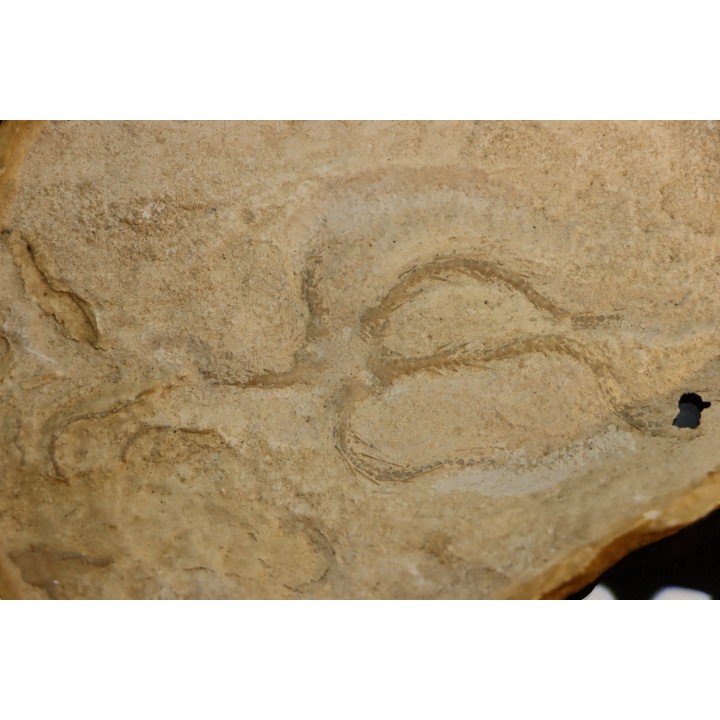 Ophiure sp (nouvelle espece?) - kimmeridgien - Charente maritime - FRANCE
