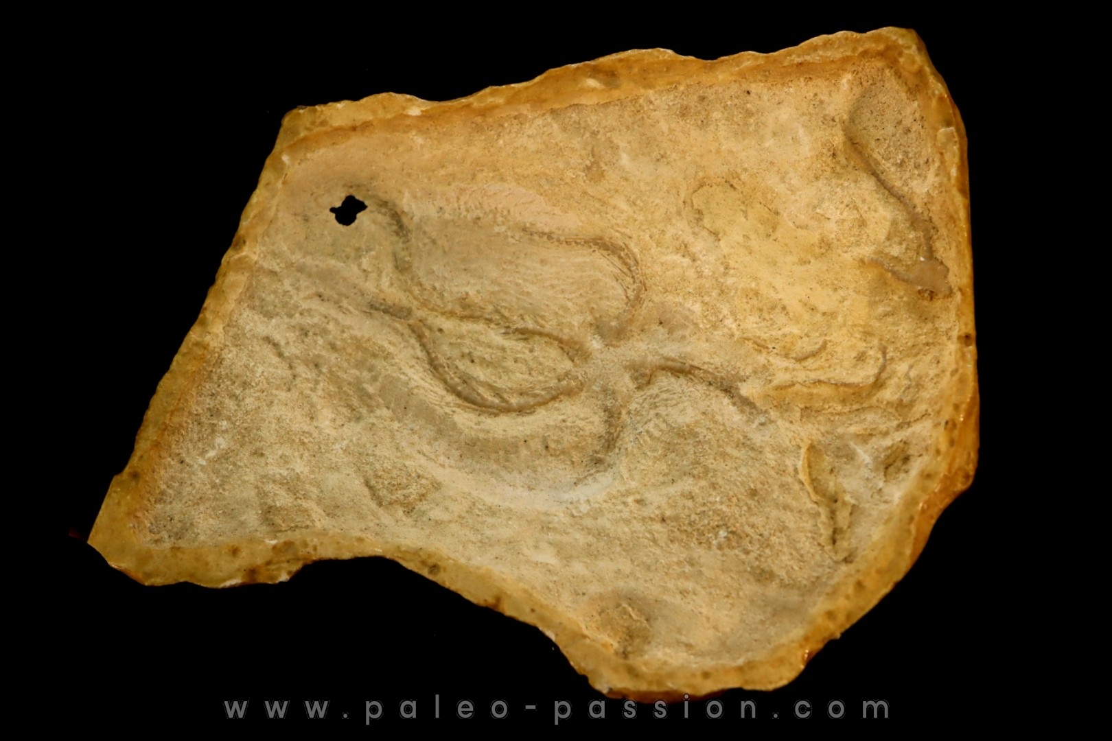 Ophiure sp (new specie?) - kimmeridgien Charente maritime - FRANCE