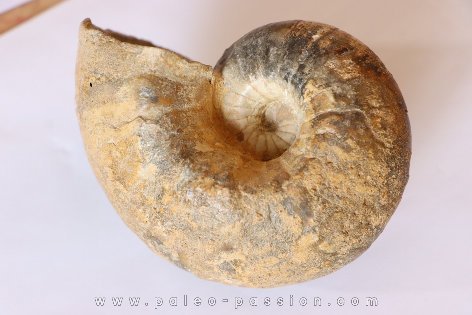 Nautile: Digonioceras excavatum (Sowerby, 1826) Bajocien Normandie - FRANCE
