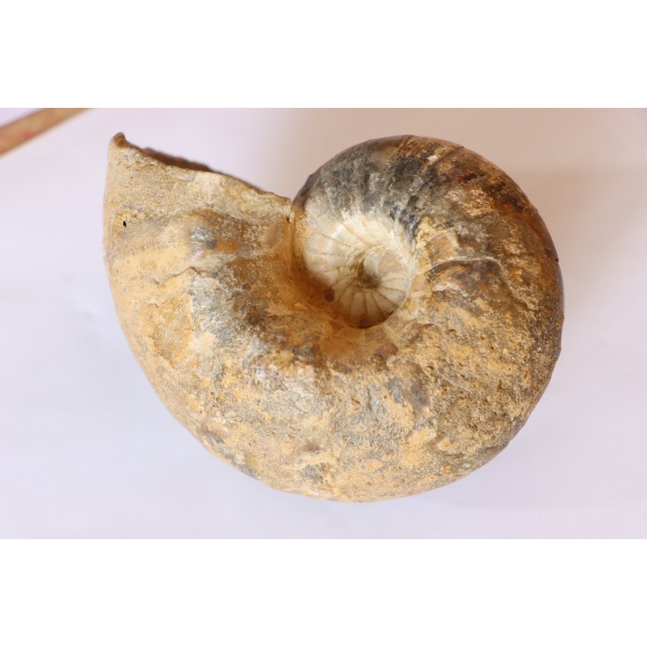 Nautile:  Digonioceras excavatum (Sowerby, 1826)  Bajocien  Normandie - FRANCE