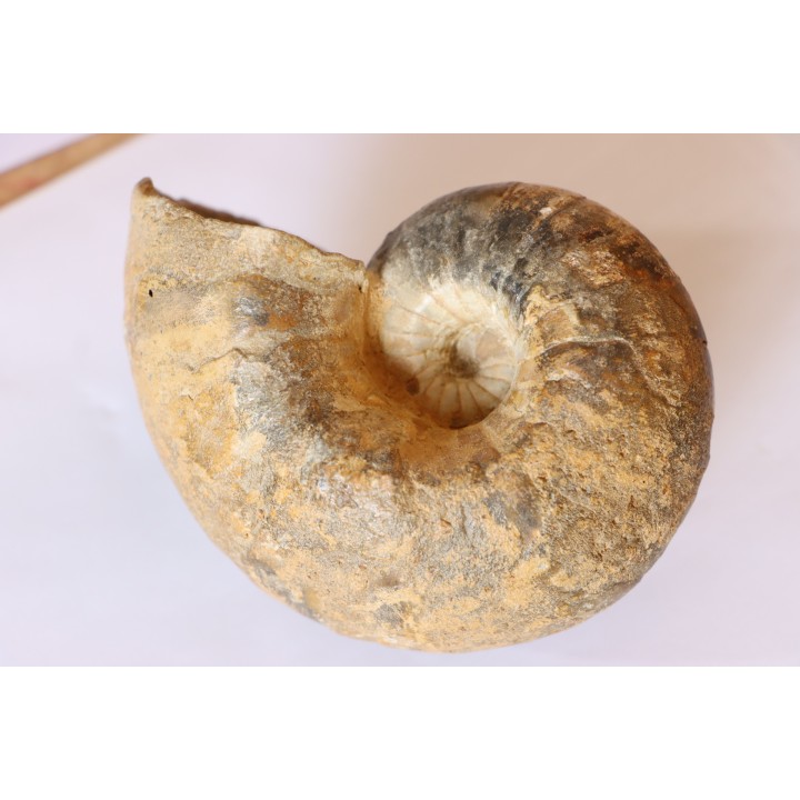Nautile:  Digonioceras excavatum (Sowerby, 1826)  Bajocien  Normandie - FRANCE