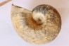Nautile: Digonioceras excavatum (Sowerby, 1826) Bajocien Normandie - FRANCE