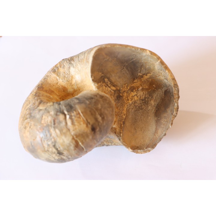 Nautile:  Digonioceras excavatum (Sowerby, 1826)  Bajocien  Normandie - FRANCE