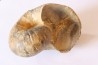 Nautile: Digonioceras excavatum (Sowerby, 1826) Bajocien Normandie - FRANCE