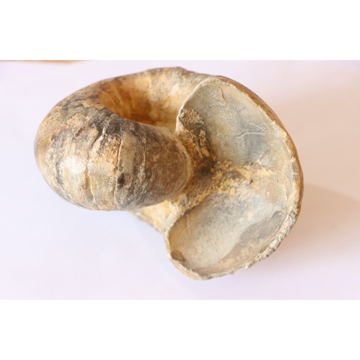 Nautile:  Digonioceras excavatum (Sowerby, 1826)  Bajocien  Normandie - FRANCE