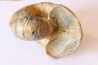 Nautile: Digonioceras excavatum (Sowerby, 1826) Bajocien Normandie - FRANCE