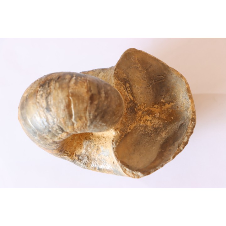Nautile:  Digonioceras excavatum (Sowerby, 1826)  Bajocien  Normandie - FRANCE