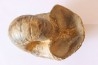Nautile: Digonioceras excavatum (Sowerby, 1826) Bajocien Normandie - FRANCE