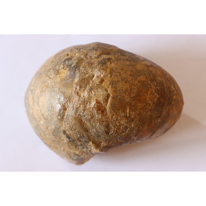 Nautile:  Digonioceras excavatum (Sowerby, 1826)  Bajocien  Normandie - FRANCE